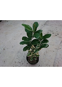 product-img-5