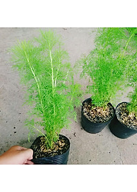 Cây Tùng Nam Mỹ - cây cảnh trong nhà