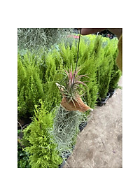 Bộ cây không khí treo - cây cảnh mini