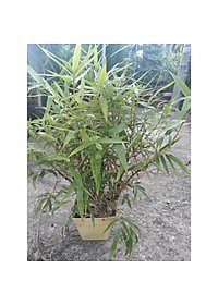 Cây Trúc Quan Âm - Trúc Phật Bà - Cây trúc đùi gà - cây tre đùi ếch