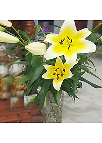 BỘT DƯỠNG HOA TƯƠI LÂU LONGLIFE SG ISRAEL DÀNH SHOP HOA BẢO QUẢN HOA CẮM LẴNG TƯƠI LÂU VÀ HẠN CHẾ THAY HOA ĐỊNH KỲ