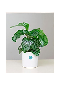 Cây đuôi công táo - cây cảnh để bàn + tặng phân bón cho cây