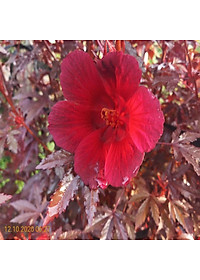 product-img-7