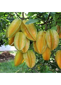 Cây Khế Ngọt - cây ăn quả + tặng phân bón cho cây