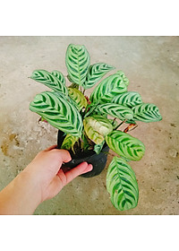 Cây Đuôi Công - cây cảnh để bàn + Tặng phân bón cho cây