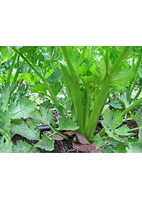 Hạt giống rau cần cọng xanh Pascal - cần tây VTP82