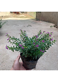  Cây cẩm tú mai nhiều thân nhánh xum xuê phù hợp trồng trang trí  cảnh quan, sân vườn và công viên