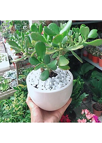 Cây Ngọc Bích (Xanh) - cây cảnh để bàn