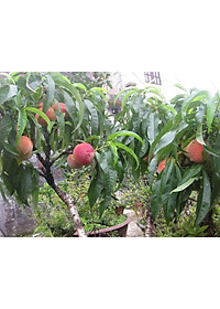 product-img-3