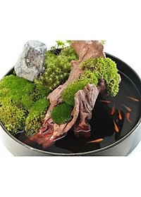 Rêu dùng cho bán cạn, tiểu cảnh (rêu nhung, trác bá, đầu trắng, weeping...)