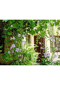 Cây Hoa Cát Đằng (dây leo) - cây cảnh vườn + tặng phân bón cho cây