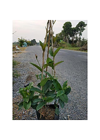 Cây Hồng Anh - cây cảnh vườn - cây trồng ban công + Tặng phân bón cho cây mau lớn