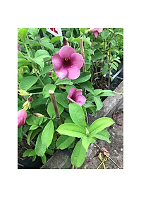 Cây huỳnh anh tím giống mới + Tặng phân bón cho cây mau lớn