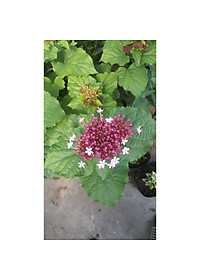 Cây trang thơm - cây cảnh để trong nhà + tặng phân bón cho cây