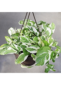 Cây trầu bà cẩm thạch - trầu bà ngọc thủy - cây cảnh để bàn + tặng phân bón cho cây