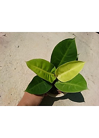 Cây trầu bà đế vương vàng - cây cảnh để bàn + tặng phân bón cho cây