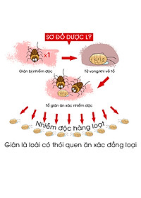 Thuốc diệt gián sinh học AMB, Viện Hàn lâm khoa học Việt Nam, diệt tận gốc tất cả các loại gián, hiệu quả, an toàn.