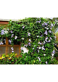 Cây Hoa Cát Đằng (dây leo) - cây cảnh vườn + tặng phân bón cho cây