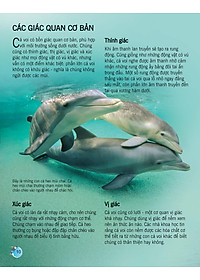 Sách Bách Khoa Tri Thức Về Khám Phá Thế Giới Cho Trẻ Em - Cá Voi Và Cá Heo (Tái Bản 2018)