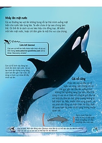 Sách Bách Khoa Tri Thức Về Khám Phá Thế Giới Cho Trẻ Em - Cá Voi Và Cá Heo (Tái Bản 2018)