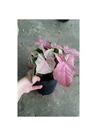 Cây Trầu Bà Hồng - Cây cảnh mini để bàn + Tặng phân bón cho cây