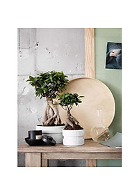 Cây Bonsai Si Nhật - cây cảnh bonsai - cây cảnh để bàn