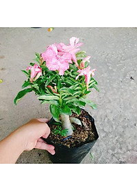 Cây Hoa Sứ Kỳ Duyên - cây cảnh để bàn + tặng phân bón cho cây