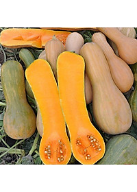 Hạt giống Bí đỏ da vàng F1 giống khỏe quả dẻo ngọt VTS169