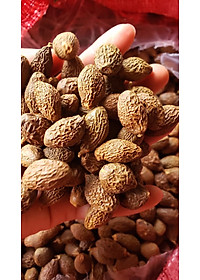 Đặc Sản Kon Tum - Hột đười ươi đều trái nở nhiều - OCOP 3 Sao