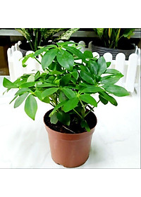 Cây Ngũ Gia Bì - Cây Đuổi Muỗi - cây cảnh để bàn