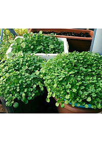 Hạt Giống Xà Lách Xoong Mỹ RADO 704 - 1gr - Dạng lá tròn, thân hơi tím, có rễ phụ, vị thơm, cây cao trung bình 28-35 cm