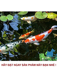 Thức Ăn Cho Cá CLEAN FOOD ( 500GR) Cao Cấp, Phù Hợp Mọi Loại Cá Cảnh, Giàu Dinh Dưỡng, Giúp Cá Lớn Nhanh, Lên Màu Đẹp