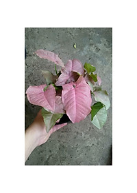 Cây Trầu Bà Hồng - Cây cảnh mini để bàn + Tặng phân bón cho cây