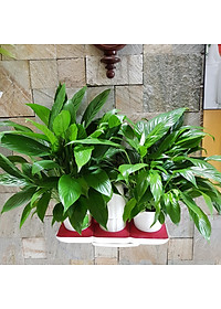 product-img-14
