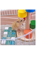 Đá pha lê làm mát cho hamster , sóc , bọ ú