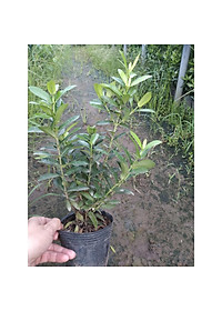 Mẫu đơn ngũ sắc - cây cảnh để bàn + tặng phân bón cho cây