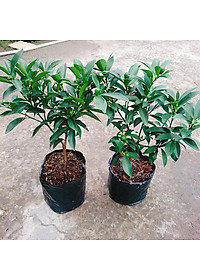 Cây Hạnh Ngọt - cây tắc ngọt thái + tặng phân bón cho cây