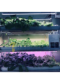 Đèn LED Trồng Cây, Đèn LED Trồng Rau Trong Nhà