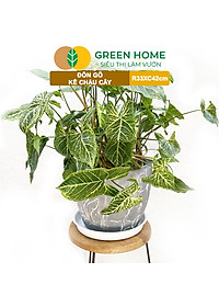 Đĩa Nhựa Lót Chậu Cây Greenhome, Nhiều Kích Cỡ, Hứng Nước Giúp Sạch Bàn, Sàn, Nhựa Nguyên Sinh, Bền, Đẹp, Chóng Rơi Vỡ