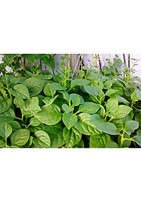 Hạt Giống Mồng Tơi Cao Sản Phú Nông ( Lá To ) - 50G/Gói