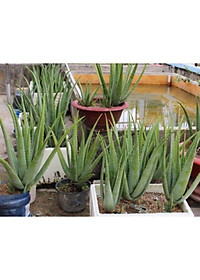 cây  nha đam cây giống