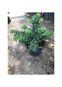 Cây kim quýt thái bonsai - cây cảnh để bàn + tặng phân bón cho cây