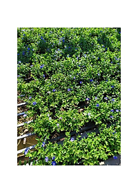 Hoa Thanh Tú - cây cảnh vườn + Tặng phân bón cho cây mau lớn