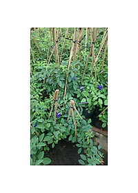 Cây Hoa Đậu Biếc - Cây cảnh vườn + Tặng phân bón cho cây mau lớn