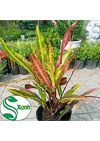 Cây lá màu gia huy - cây cảnh để trong nhà + tặng phân bón cho cây