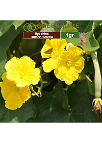 Hạt Giống Mướp Hương Greenhome, Gói 1gr~10 Hạt, Dễ Trồng Quanh Năm, Nảy Mầm Cao, Thu Hoạch Nhanh, Năng Suất Cao T16