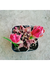 Xương Rồng Gym - cây cảnh để bàn