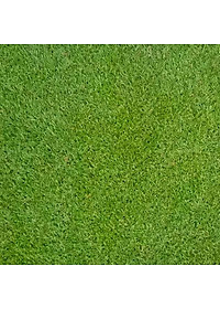 Hạt giống Cỏ Trồng Thảm Bermuda VTS180