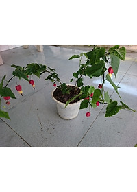 Cây Lồng Đèn - cây cảnh vườn + tặng phân bón cho cây