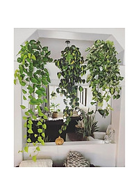 Cây trầu bà cẩm thạch - trầu bà ngọc thủy - cây cảnh để bàn + tặng phân bón cho cây